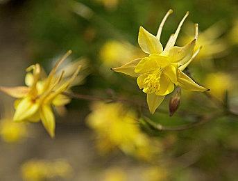 《幻兽帕鲁》EA版不支持PVP和跨平台联机 19日上线